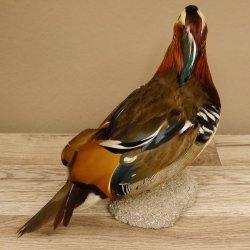 Mandarinente Standpräparat Präparat Höhe 25 cm Trophäe Deko Ente taxidermy 90.58.7