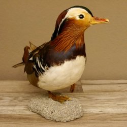 Mandarinente Standpräparat Präparat Höhe 25 cm Trophäe Deko Ente taxidermy 90.58.7