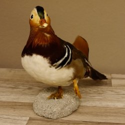 Mandarinente Standpräparat Präparat Höhe 25 cm Trophäe Deko Ente taxidermy 90.58.7