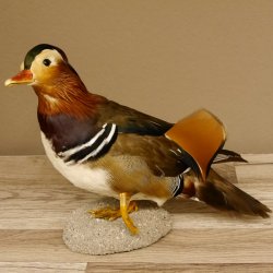 Mandarinente Standpräparat Präparat Höhe 25 cm Trophäe Deko Ente taxidermy 90.58.7