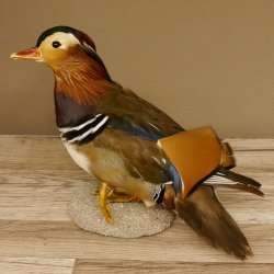 Mandarinente Standpräparat Präparat Höhe 25 cm Trophäe Deko Ente taxidermy 90.58.7