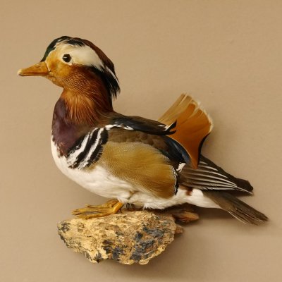 Mandarinente Präparat Höhe 30 cm Trophäe Deko Ente taxidermy 90.58.8