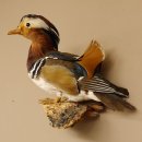 Mandarinente Präparat Höhe 30 cm Trophäe Deko Ente taxidermy 90.58.8