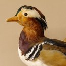 Mandarinente Präparat Höhe 30 cm Trophäe Deko Ente taxidermy 90.58.8