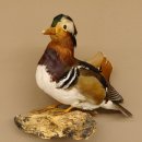 Mandarinente Präparat Höhe 30 cm Trophäe Deko Ente taxidermy 90.58.8