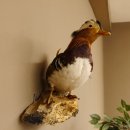 Mandarinente Präparat Höhe 30 cm Trophäe Deko Ente taxidermy 90.58.8