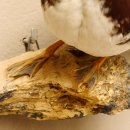 Mandarinente Präparat Höhe 30 cm Trophäe Deko Ente taxidermy 90.58.8