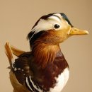 Mandarinente Präparat Höhe 30 cm Trophäe Deko Ente taxidermy 90.58.8