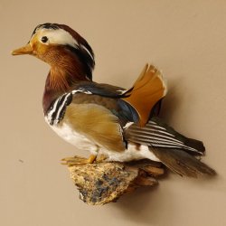 Mandarinente Präparat Höhe 30 cm Trophäe Deko Ente taxidermy 90.58.8