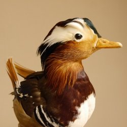 Mandarinente Präparat Höhe 30 cm Trophäe Deko Ente taxidermy 90.58.8