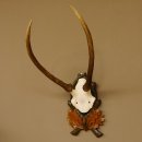 Rothirschgeweih Hirsch Höhe 59 cm Hirschgeweih...