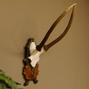Rothirschgeweih Hirsch Höhe 59 cm Hirschgeweih...
