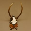 Rothirschgeweih Hirsch Höhe 59 cm Hirschgeweih Geweih Trophäenschild 70.1013