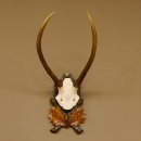 Rothirschgeweih Hirsch Höhe 59 cm Hirschgeweih Geweih Trophäenschild 70.1013