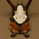 Rothirschgeweih Hirsch Höhe 59 cm Hirschgeweih Geweih Trophäenschild 70.1013