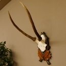 Rothirschgeweih Hirsch Höhe 59 cm Hirschgeweih Geweih Trophäenschild 70.1013