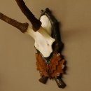Rothirschgeweih Hirsch Höhe 59 cm Hirschgeweih Geweih Trophäenschild 70.1013