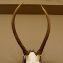 Rothirschgeweih Hirsch Höhe 59 cm Hirschgeweih Geweih Trophäenschild 70.1013
