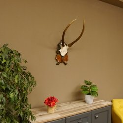 Rothirschgeweih Hirsch Höhe 59 cm Hirschgeweih Geweih Trophäenschild 70.1013