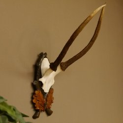 Rothirschgeweih Hirsch Höhe 59 cm Hirschgeweih Geweih Trophäenschild 70.1013