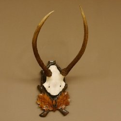 Rothirschgeweih Hirsch Höhe 59 cm Hirschgeweih Geweih Trophäenschild 70.1013