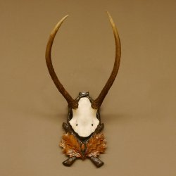 Rothirschgeweih Hirsch Höhe 59 cm Hirschgeweih Geweih Trophäenschild 70.1013