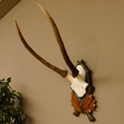 Rothirschgeweih Hirsch Höhe 59 cm Hirschgeweih Geweih Trophäenschild 70.1013