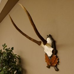 Rothirschgeweih Hirsch Höhe 59 cm Hirschgeweih Geweih Trophäenschild 70.1013