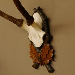 Rothirschgeweih Hirsch Höhe 59 cm Hirschgeweih Geweih Trophäenschild 70.1013