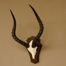 Impala Antilope (Aepyceros) Schädeltrophäe Trophäe Trophäenschild HL 53,5 cm 88.4.65