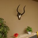 Impala Antilope (Aepyceros) Schädeltrophäe Trophäe Trophäenschild HL 53,5 cm 88.4.65