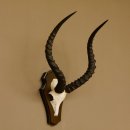 Impala Antilope (Aepyceros) Schädeltrophäe Trophäe Trophäenschild HL 53,5 cm 88.4.65