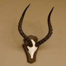 Impala Antilope (Aepyceros) Schädeltrophäe Trophäe Trophäenschild HL 53,5 cm 88.4.65