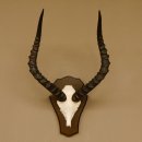 Impala Antilope (Aepyceros) Schädeltrophäe Trophäe Trophäenschild HL 53,5 cm 88.4.65