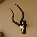 Impala Antilope (Aepyceros) Schädeltrophäe Trophäe Trophäenschild HL 53,5 cm 88.4.65