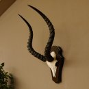 Impala Antilope (Aepyceros) Schädeltrophäe Trophäe Trophäenschild HL 53,5 cm 88.4.65