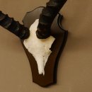 Impala Antilope (Aepyceros) Schädeltrophäe Trophäe Trophäenschild HL 53,5 cm 88.4.65