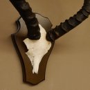 Impala Antilope (Aepyceros) Schädeltrophäe Trophäe Trophäenschild HL 53,5 cm 88.4.65