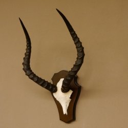 Impala Antilope (Aepyceros) Schädeltrophäe Trophäe Trophäenschild HL 53,5 cm 88.4.65