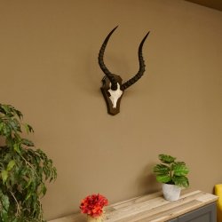 Impala Antilope (Aepyceros) Schädeltrophäe Trophäe Trophäenschild HL 53,5 cm 88.4.65