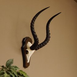 Impala Antilope (Aepyceros) Schädeltrophäe Trophäe Trophäenschild HL 53,5 cm 88.4.65