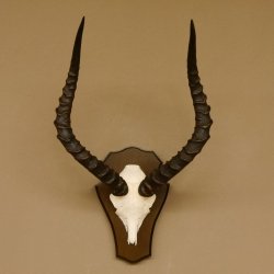 Impala Antilope (Aepyceros) Schädeltrophäe Trophäe Trophäenschild HL 53,5 cm 88.4.65