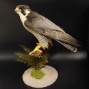 Wanderfalke Präparat männlich auf Standpodest mit Genehmigung zum Verkauf