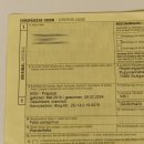 Wanderfalke Präparat männlich auf Standpodest mit Genehmigung zum Verkauf