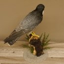 Wanderfalke Präparat männlich auf Standpodest mit Genehmigung zum Verkauf