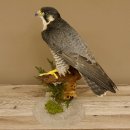 Wanderfalke Präparat männlich auf Standpodest mit Genehmigung zum Verkauf