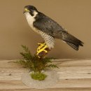 Wanderfalke Präparat männlich auf Standpodest mit Genehmigung zum Verkauf