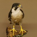 Wanderfalke Präparat männlich auf Standpodest mit Genehmigung zum Verkauf