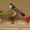 Wanderfalke Präparat männlich auf Standpodest mit Genehmigung zum Verkauf