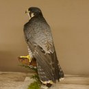 Wanderfalke Präparat männlich auf Standpodest mit Genehmigung zum Verkauf